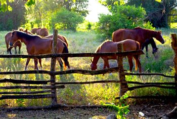 Horses Outdoors