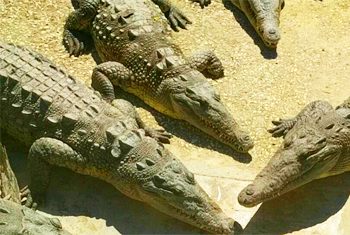 Jamaica Swamp Safari Crocodiles